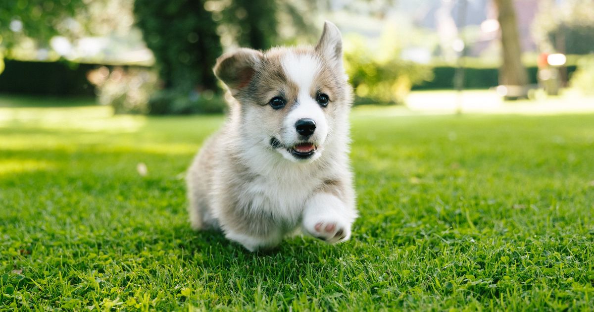 Pes moze zit dlhsie ak dbate na krmenie