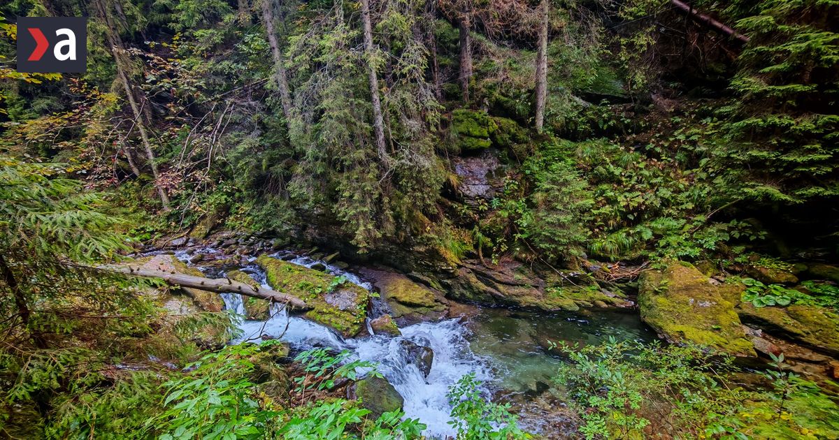 Na Slovensku sa siri choroba polnych zajacov pri Osadnom zastrelili dalsieho vlka