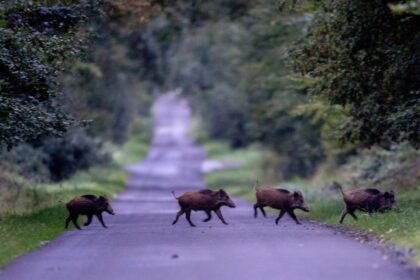Africky mor osipanych ohrozuje zapadne Slovensko