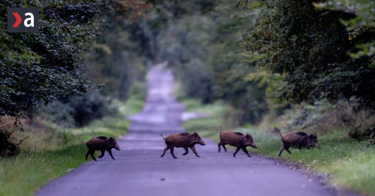 Africky mor osipanych ohrozuje zapadne Slovensko