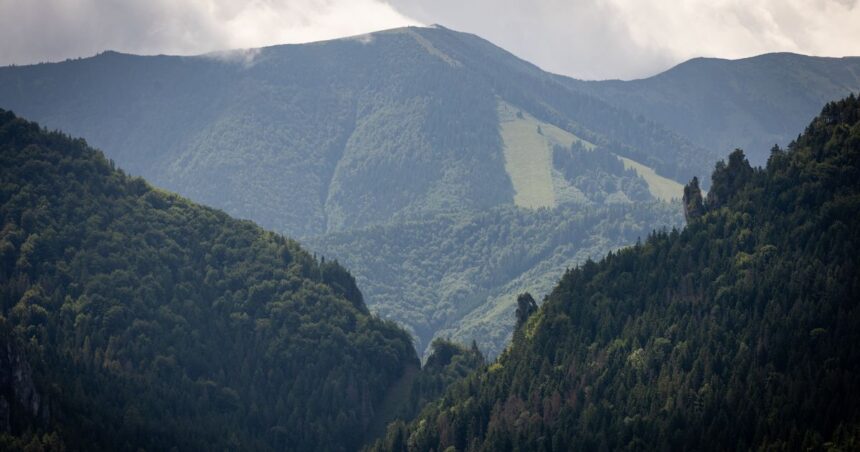 Slovenski vedci odhalili co nici nase lesy