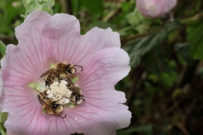 Zvonceky omany ci aronia Podpora rozmanitych opelovacov