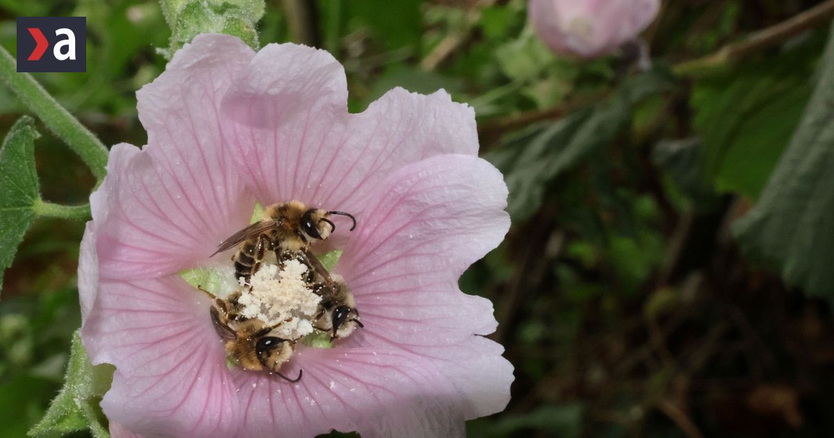 Zvonceky omany ci aronia Podpora rozmanitych opelovacov