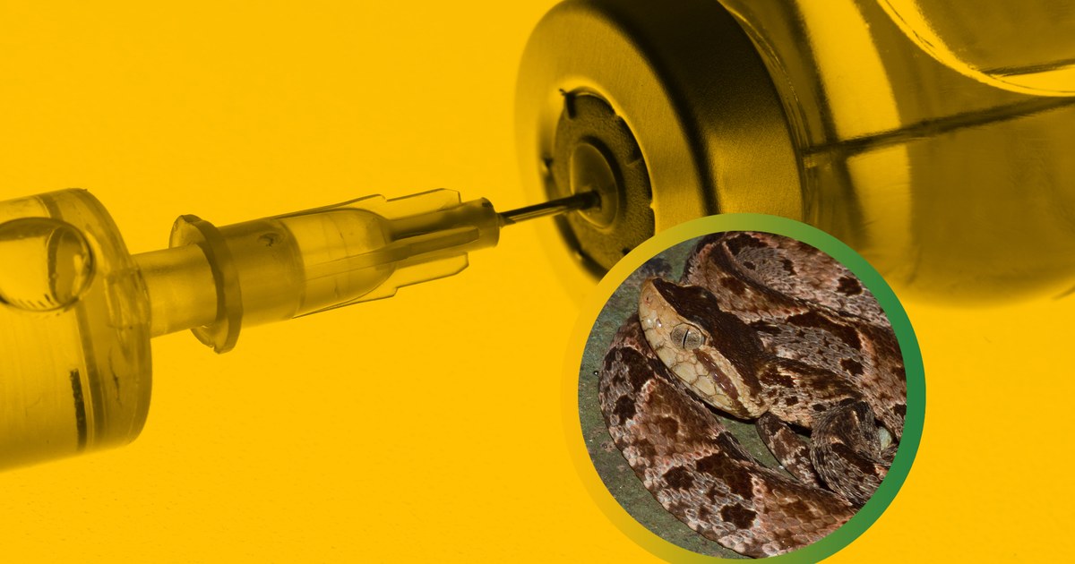 Porazila pandemiu ucinkuje aj na hadi jed