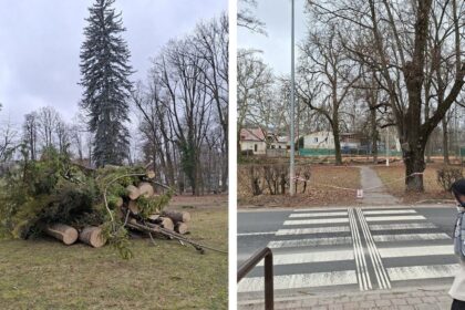Masivny vyrub meni park v Banskej Bystrici padlo desiatky stromov Niektore vzacne chrobaky budu priemiestnene