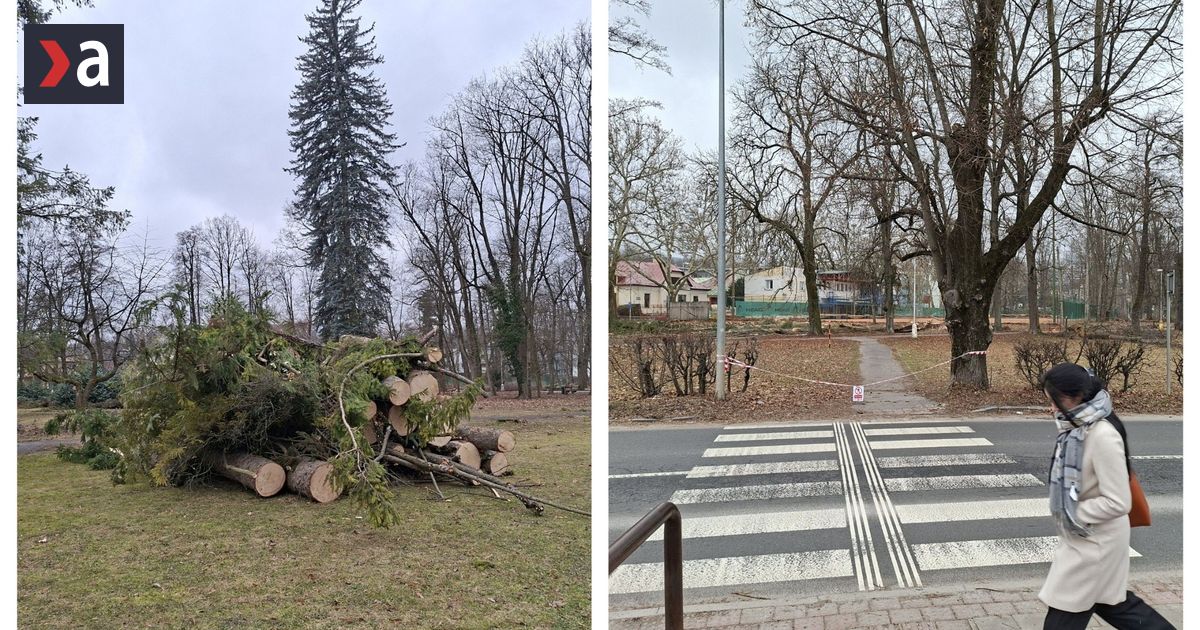 Masivny vyrub meni park v Banskej Bystrici padlo desiatky stromov Niektore vzacne chrobaky budu priemiestnene