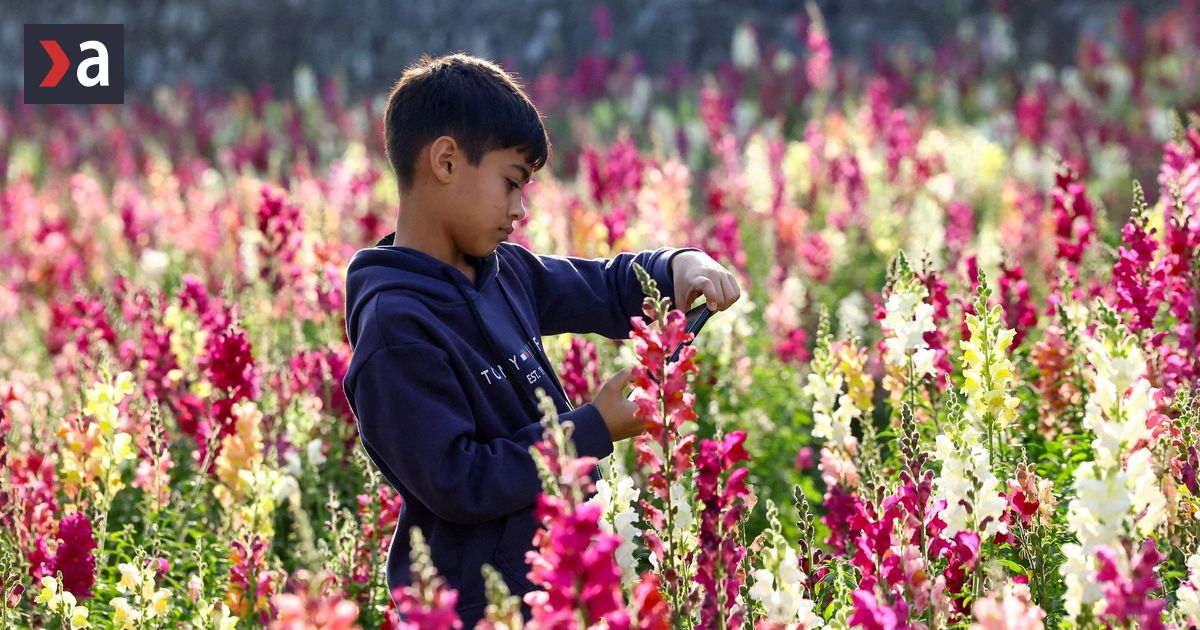 Socialne siete experimentuju na detoch nazor Victora Breinera