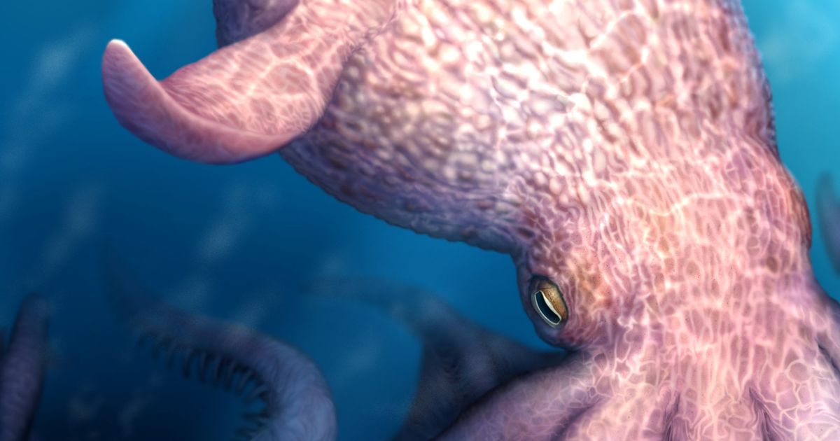 novy objav prepisuje historiu oceanom vladli obrovske chobotnice takto vyzerali