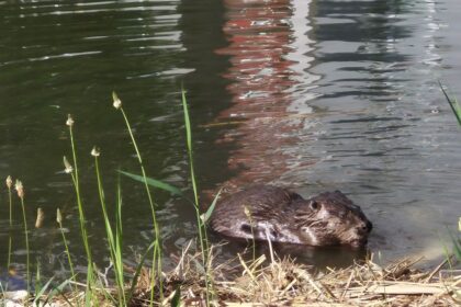 Bobor sa v Petrzalke citi zrejme dobre stavia hradze a nory na brehoch