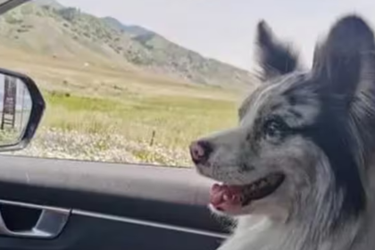 Psik ktory sa stal hviezdou internetu stretol krut osud