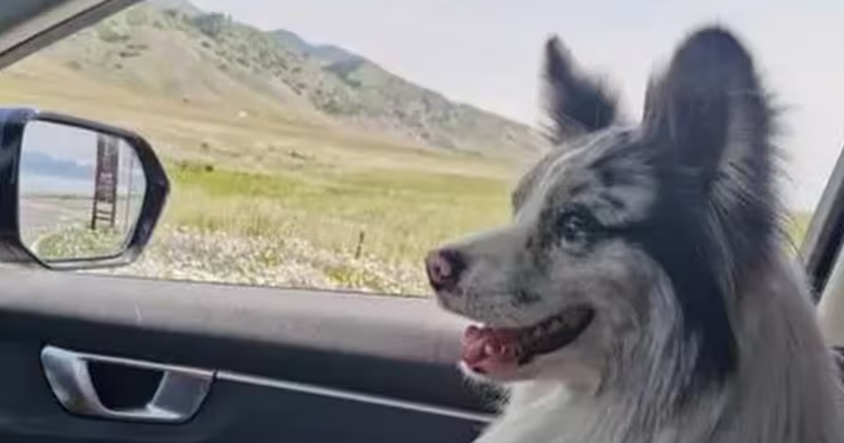 Psik ktory sa stal hviezdou internetu stretol krut osud