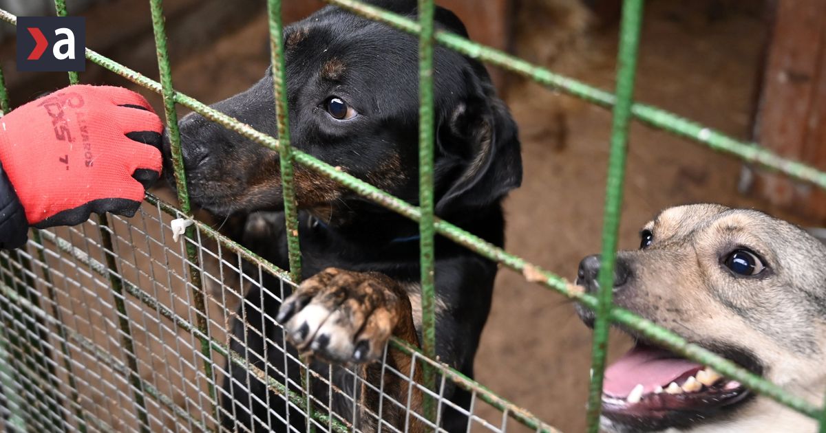 biznis zalozeny na utrpeni co sa v skutonosti skryva za lacnymi steniatkami ekovyber