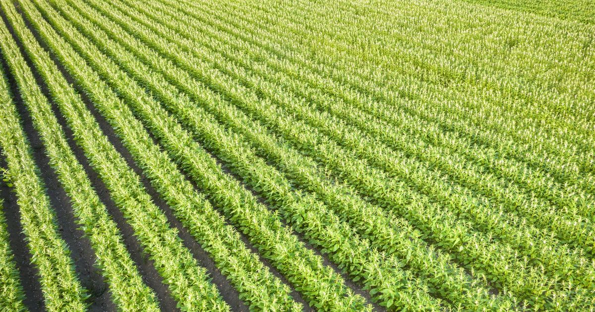 Farmar priliz doveroval modernym technologiam Prisiel o 10 hektarov urody