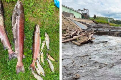Na Horehroni hromadne uhynuli ryby Enviropolicia zacala trestne stihanie rybari ziadaju zmenu pravidiel