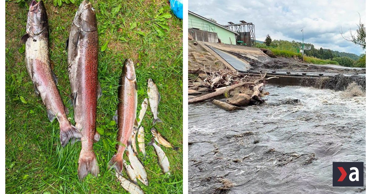 Na Horehroni hromadne uhynuli ryby Enviropolicia zacala trestne stihanie rybari ziadaju zmenu pravidiel